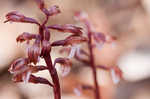 Spring coralroot